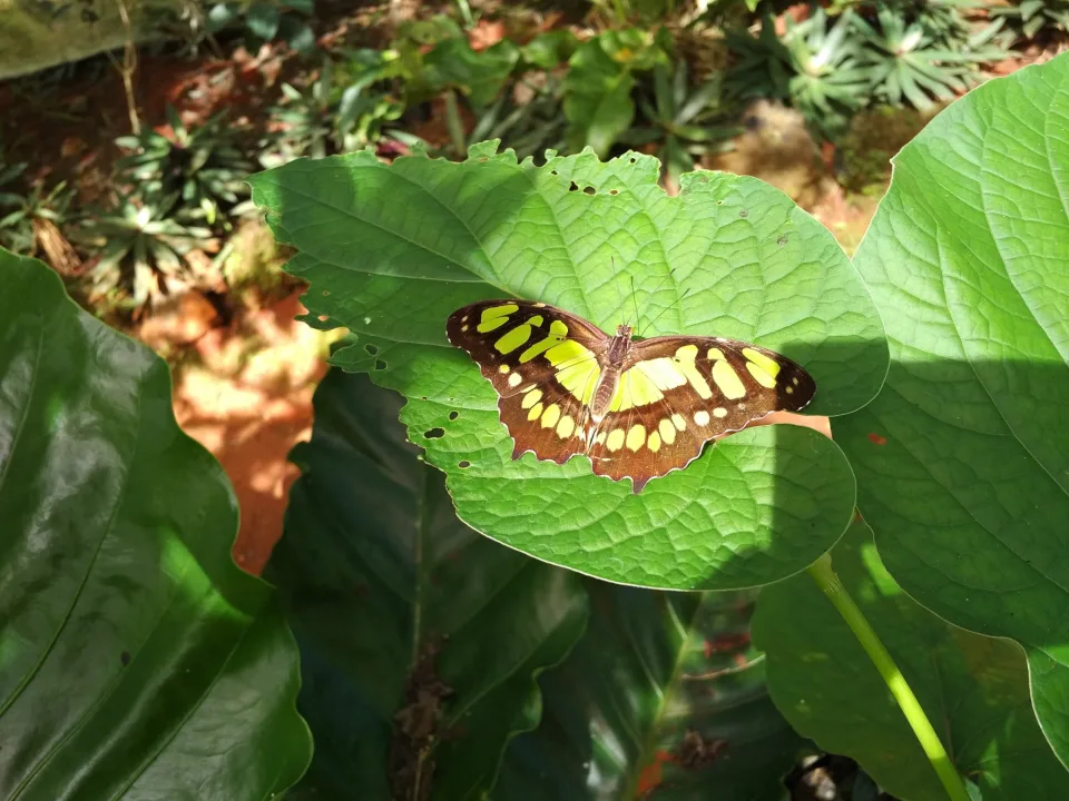 Tropical Malachite Butterfly in Cozumel