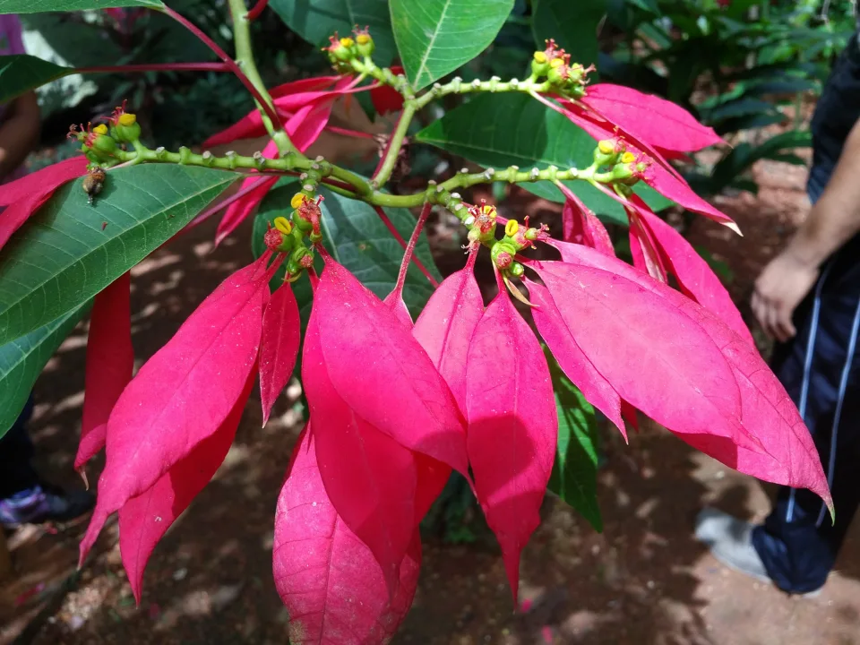 Abundant Tropical Flowers — Cozumel