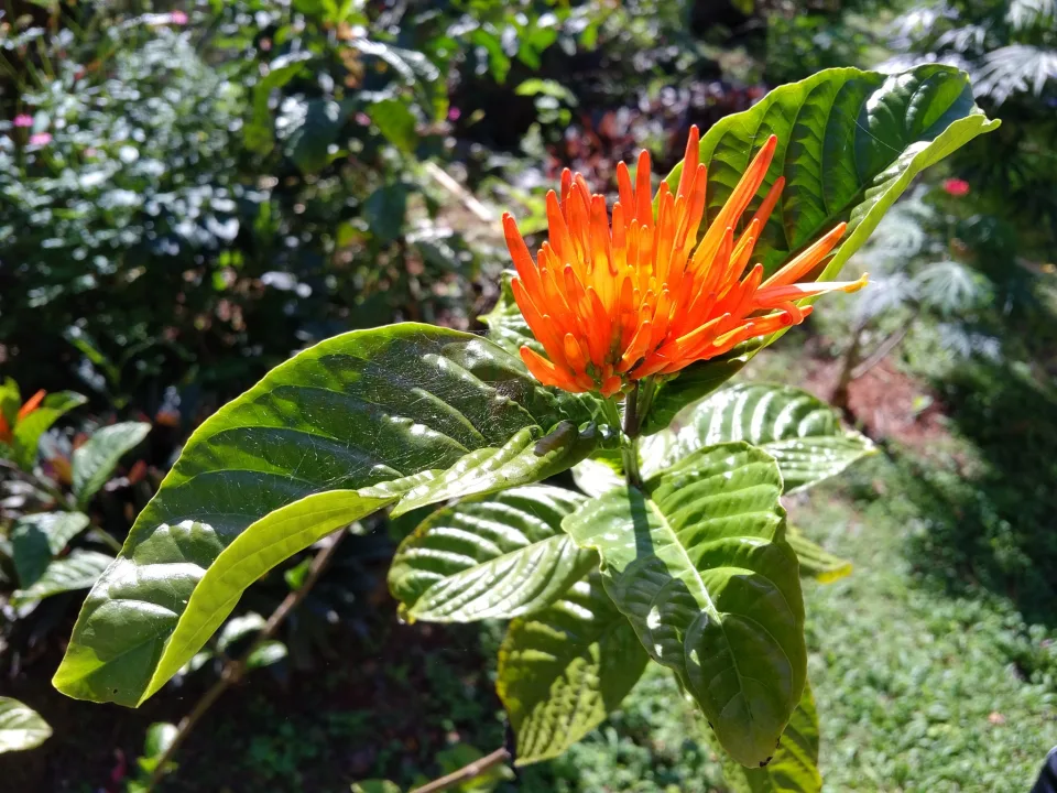 Tropical Flowers in Cozumel