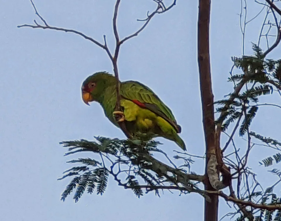 Wild Green Parrot — Cozumel