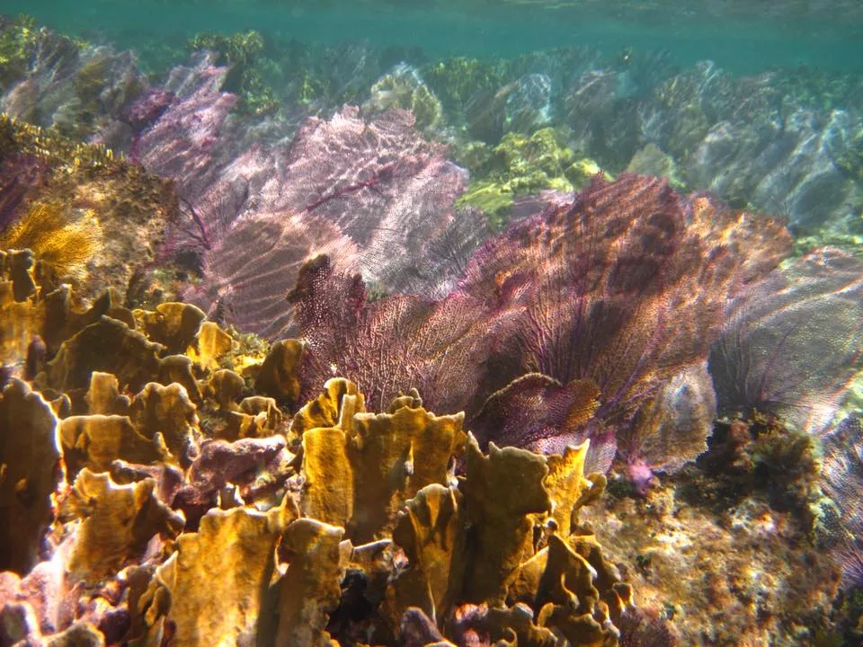 Coral Reef off PalMar Estate — PalMar Beach Estate Home, Cozumel