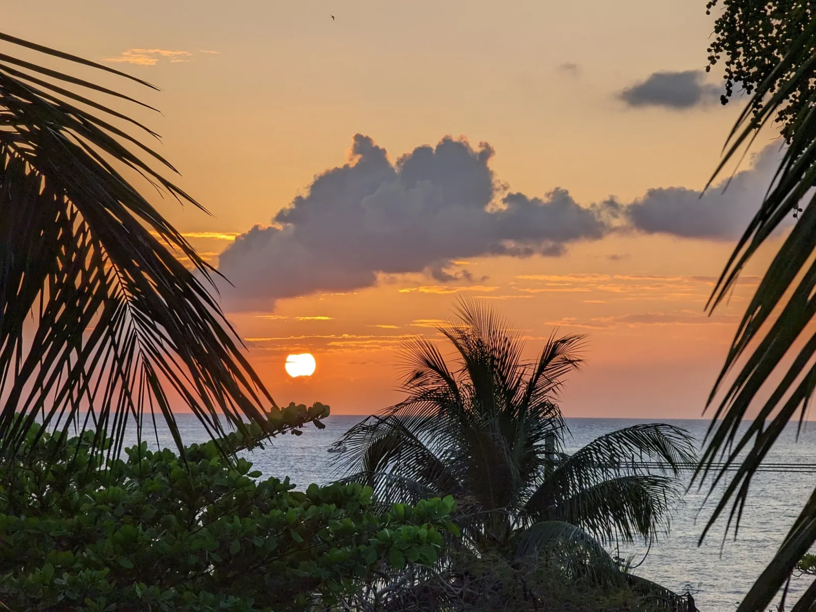 Sunset Amongst Tropical Palms — Cozumel